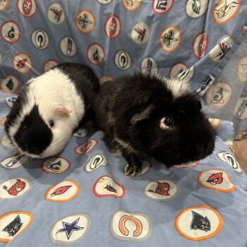 Rescue Guinea Pig Guinea Pigs for Adoption in Quakertown, Pennsylvania - Chip Bonded To Pickles | PetCurious